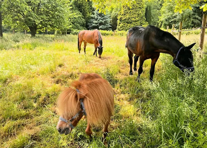 Wohlfühloase - Moderne Mit Großem Eingezäuntem Garten In Alleinlage An Feld&wald, Pur Trifft Auf Komfort, Wellness Und Gute Erholung *